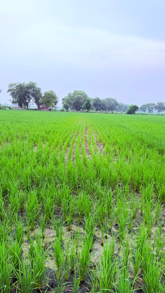 10 acre agricultural land